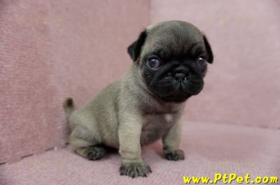 04/02巴哥公幼犬2號(台中外埔)6