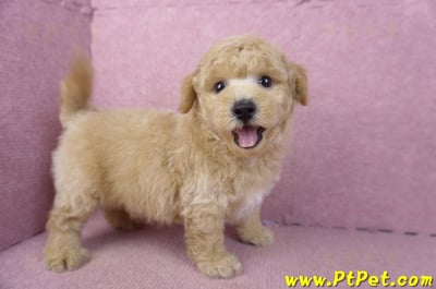 01/20泰迪比熊公幼犬(屏東內埔)8