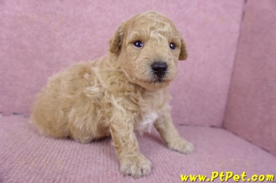 01/20泰迪比熊公幼犬2號4