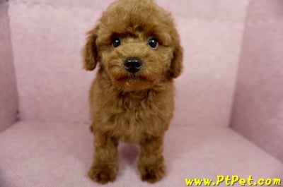 04/15玩具型紅貴賓公幼犬(基隆中山)3