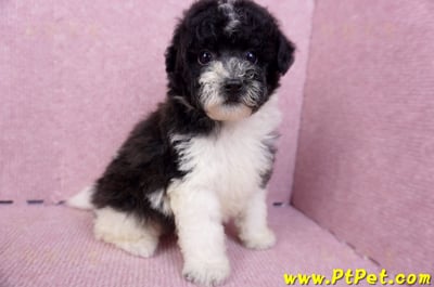 07/10迷你型花貴賓母幼犬2號(台南中西)7