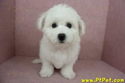 12/01比熊犬母幼犬(基隆中山)4