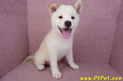 07/22白色柴犬公幼犬(新竹新埔)5