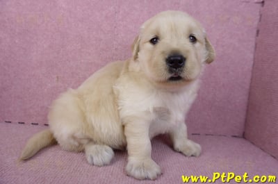 01/10黃金獵犬母幼犬2號(台南安平)4