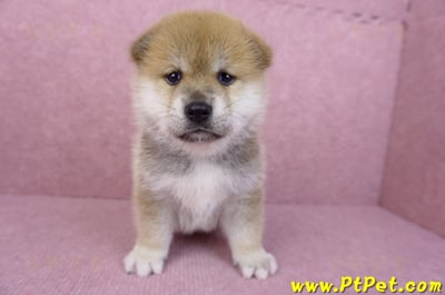 05/20赤色柴犬公幼犬1號1