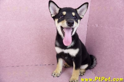 05/14黑色柴犬母幼犬(新北土城)7