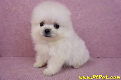 07/23迷你型松鼠白博美公幼犬(新竹香山)10