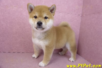 02/06赤色柴犬母幼犬(新竹東區)9