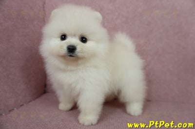 05/22迷你型松鼠白博美公幼犬2號(高雄前鎮)9