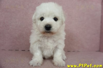 11/04比熊犬母幼犬2號(新竹竹東)3