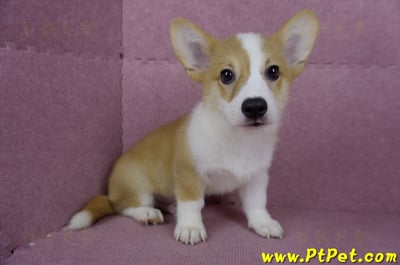 04/13雙色柯基犬公幼犬(台北士林)6