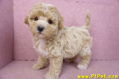 02/18泰迪比熊母幼犬3號(屏東市)10