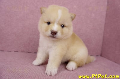 06/24白色柴犬母幼犬(桃園楊梅)5