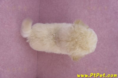 09/12泰迪比熊母幼犬1號(台南西港)14