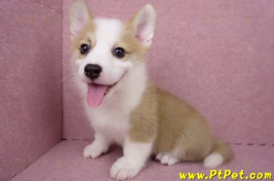 05/27雙色柯基犬公幼犬1號(台北大安)1