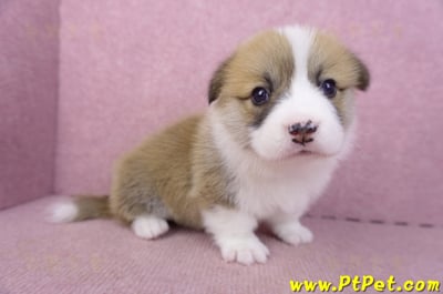 03/14雙色柯基犬母幼犬1號4