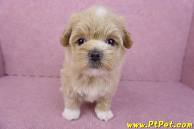 08/06奶油色馬爾泰迪母幼犬1號(桃園新屋)4