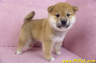 10/15赤色柴犬公幼犬1號(新北鶯歌)7