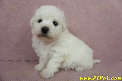 11/04比熊犬母幼犬2號(新竹竹東)1