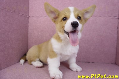 11/02雙色柯基犬公幼犬(高雄鼓山)6