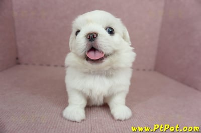 05/27北京狗公幼犬(新北林口)2