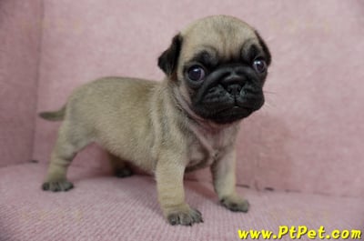 04/02巴哥母幼犬1號(宜蘭)6