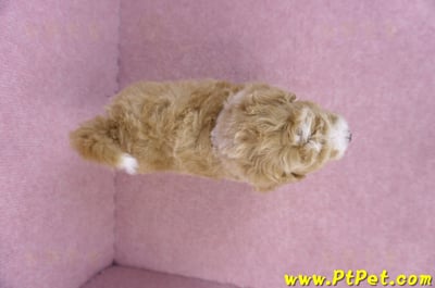 09/12泰迪比熊母幼犬1號(嘉義市)11