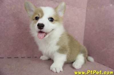 05/09雙色柯基犬母幼犬3號(台北北投)1