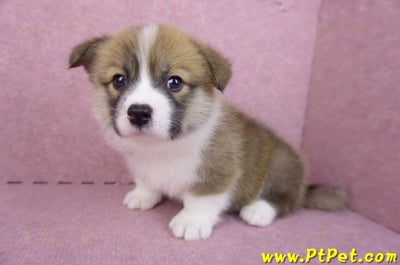 03/14雙色柯基犬母幼犬(新竹市)13