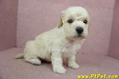 11/08泰迪比熊公幼犬1號(屏東東港)5