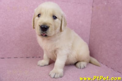 07/18黃金獵犬公幼犬2號(高雄鳳山)6