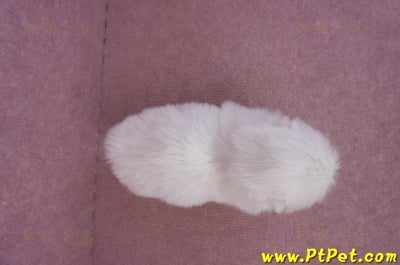 09/06白北京狗母幼犬11