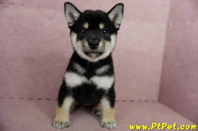 05/14黑色柴犬母幼犬2號(屏東瑪家)1