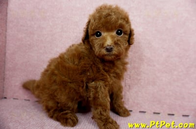 04/15玩具型紅貴賓母幼犬2號(高雄鳳山)4