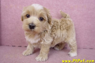 02/20馬爾泰迪母幼犬1號(新竹市)10