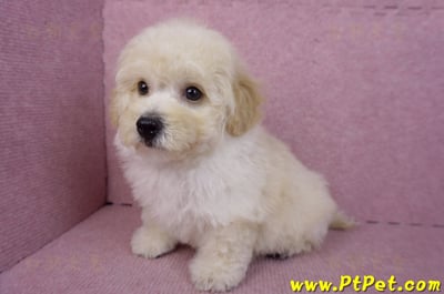 08/14泰迪比熊公幼犬1號(花蓮吉安)9