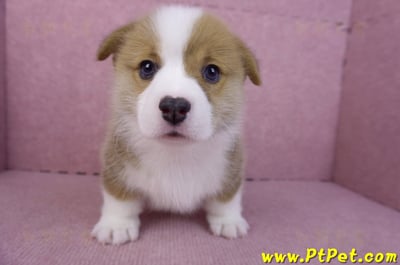 11/30雙色柯基犬公幼犬1號(屏東萬丹)1