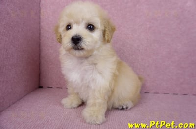 09/23泰迪比熊母幼犬(高雄鳳山)12