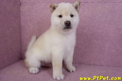 11/19白色柴犬公幼犬(高雄鳳山)4