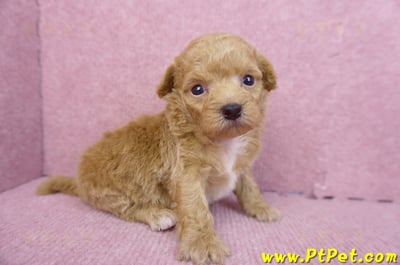 08/12泰迪比熊母幼犬4號(台北松山)3