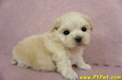 03/21奶油色馬爾泰迪 II 母幼犬1號(新竹市)3