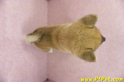 05/11赤色柴犬公幼犬(高雄大社)10