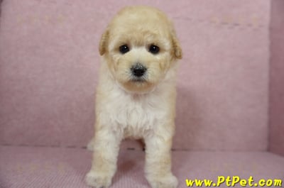 11/26迷你型奶油貴賓母幼犬(台東市)1