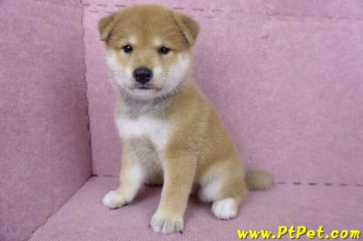 05/07赤色柴犬公幼犬9