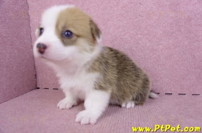 09/22雙色柯基犬母幼犬1號(屏東市)6