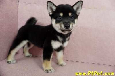 05/14黑色柴犬母幼犬2號(屏東瑪家)5