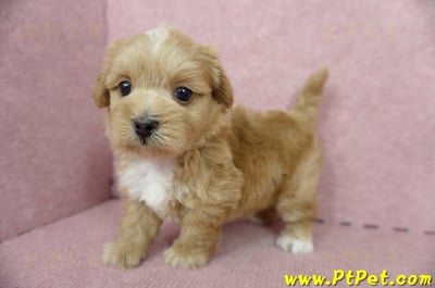 05/05奶油色馬爾泰迪母幼犬2號(高雄楠梓)11