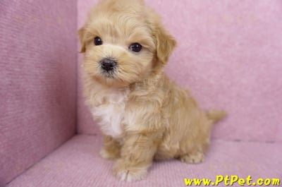 11/23馬爾泰迪公幼犬3號12