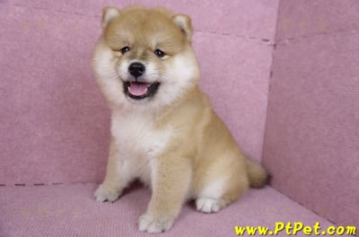 11/19赤色長毛柴犬母幼犬(新竹竹東)12