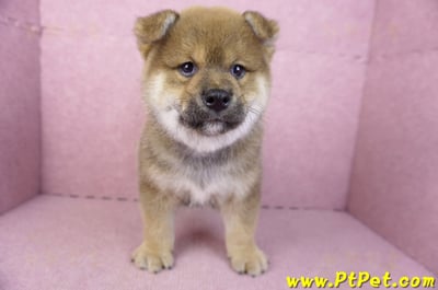 02/05赤色柴犬公幼犬(高雄仁武)2